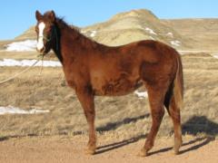 Paddys Gin Cardio JW <BR> AQHA 5805903